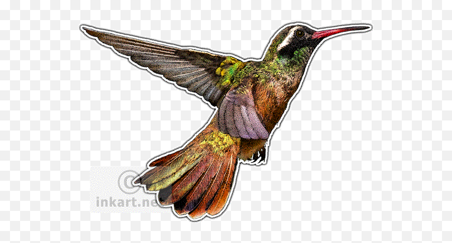 Download Graphic Transparent Hummingbird Clipart Xantus - Drawing Png,Hummingbird Transparent