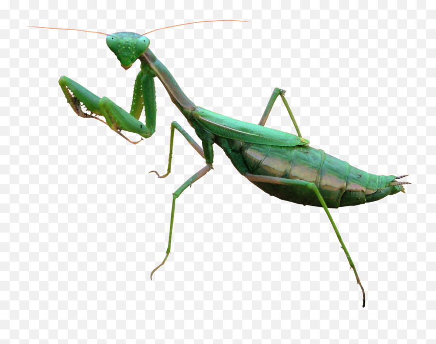 Mantis Png Free Image - Mantis Png,Mantis Png