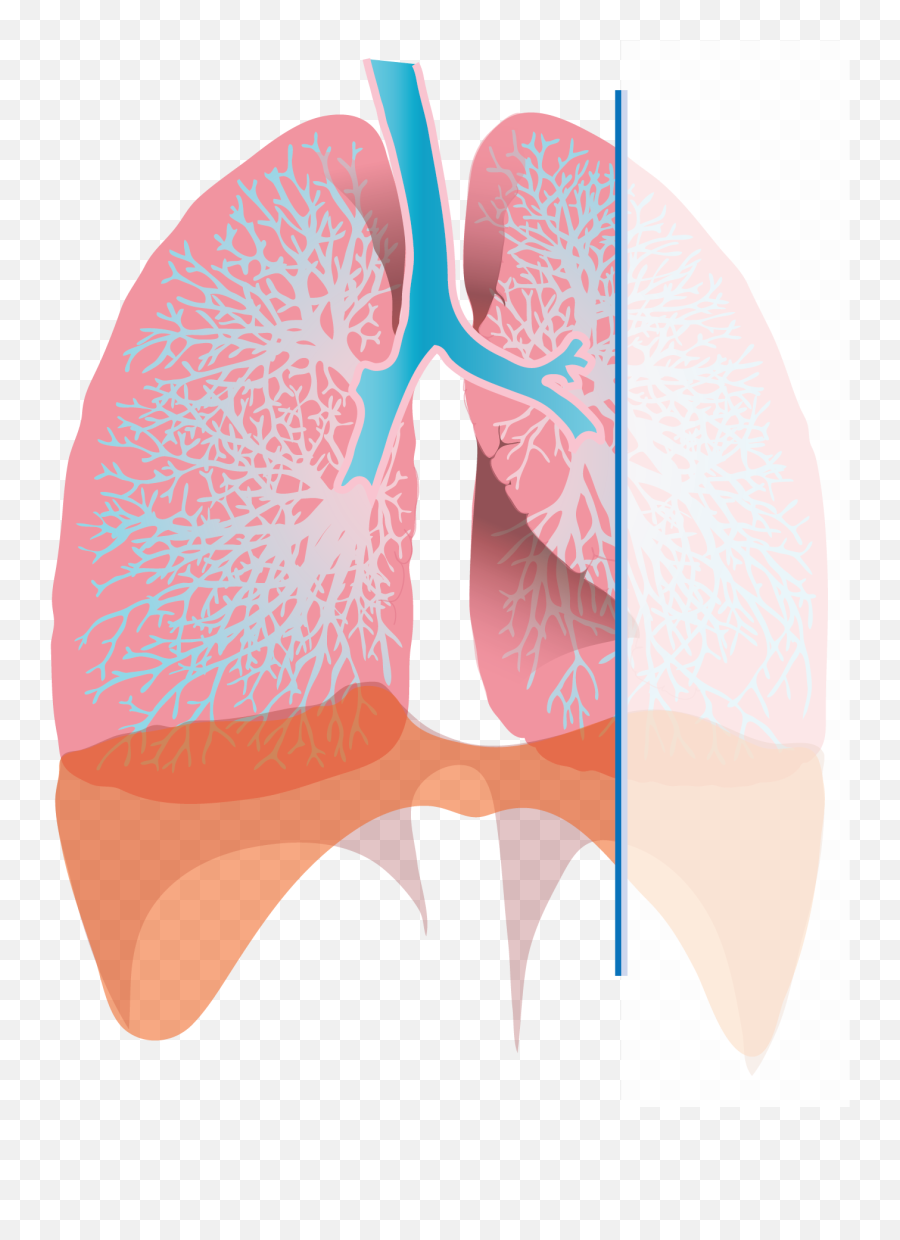 Exhaling Lungs Png Download - Inhale Oxygen Transparent Diagram Of Inhalation,Lungs Png