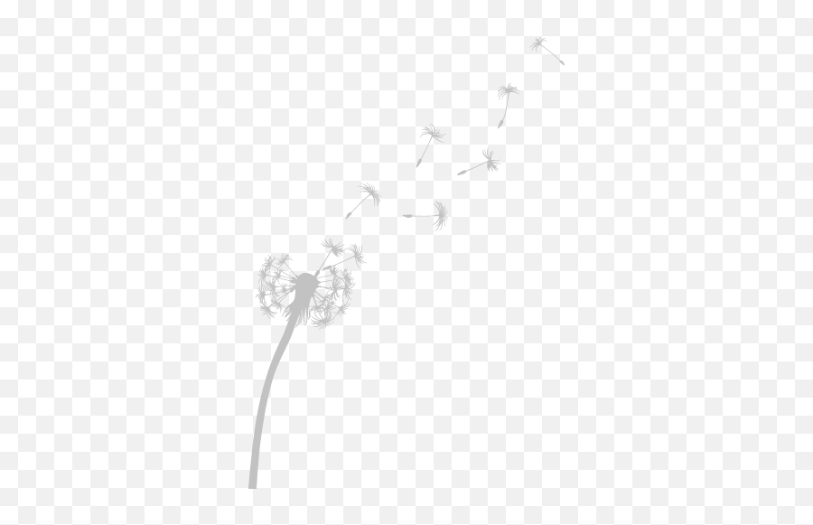 Freetoedit Dandelion Dandelionseeds Png Transparentback - Transparent Dandelion White Png,Dandelion Png