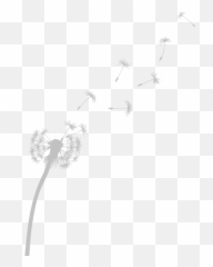 Freetoedit Dandelion Dandelionseeds Png Transparentback - Transparent Dandelion White Png