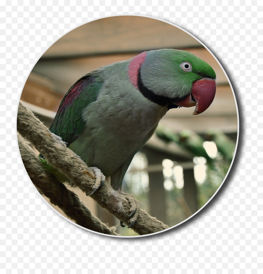 Alexander Parakeet Hahn Bird Small - Free Photo On Pixabay Parakeet Png,Parakeet Png