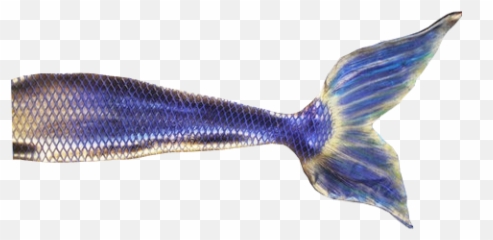 Mermaid Tail Transparent Image Free - Background png