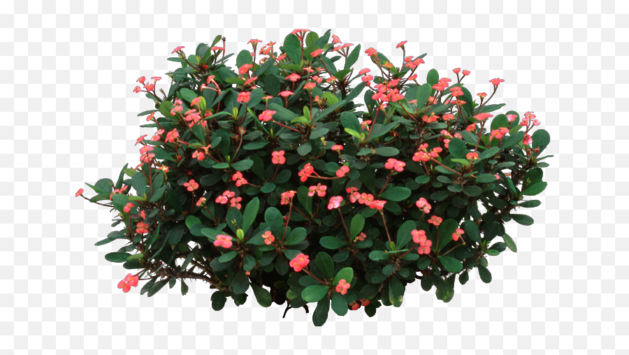 Download Crown Of Thorns Plant - Jesus Crown Of Thorns Plant Png,Thorn Crown Png