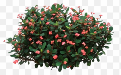 Download Crown Of Thorns Plant - Jesus png