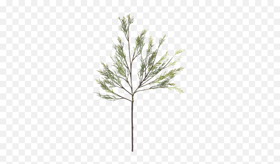 Faux Cypress Branch - Pond Pine Png,Cypress Tree Png
