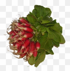 Download Radish Png Image With No Background - Pngkeycom Beet Greens,Radish Png