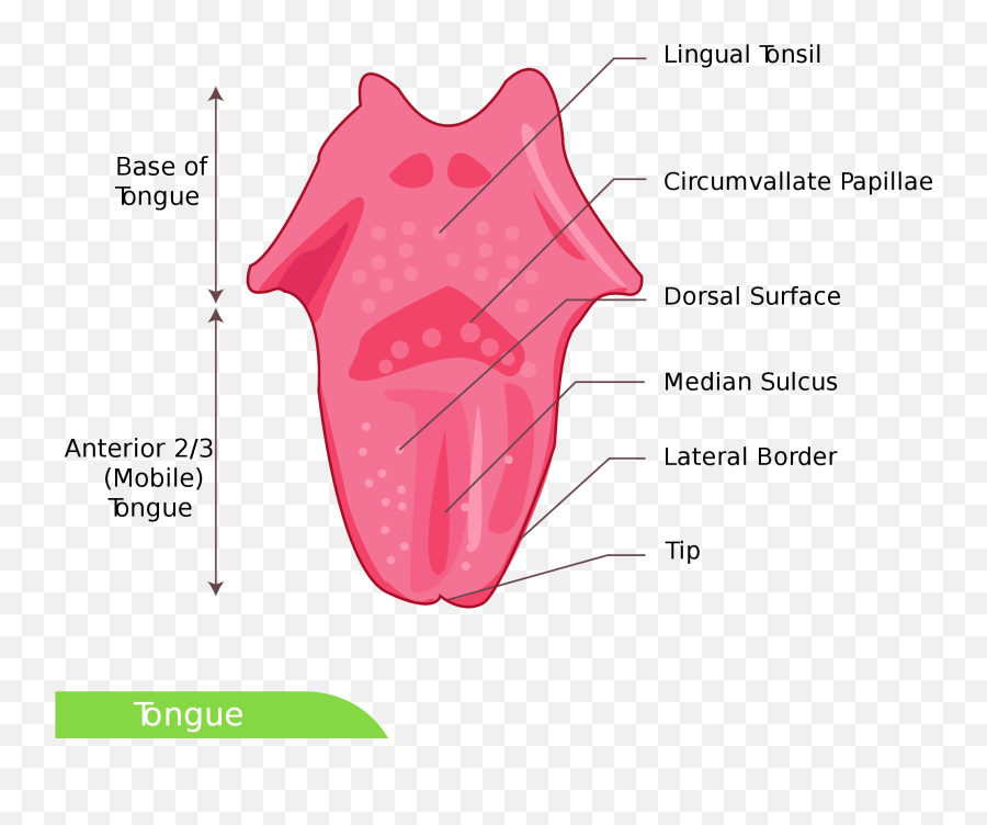 Download Open - Dorsal Surface Of Tongue Png Image With No Parts Of The Tongue For Kids,Tongue Png