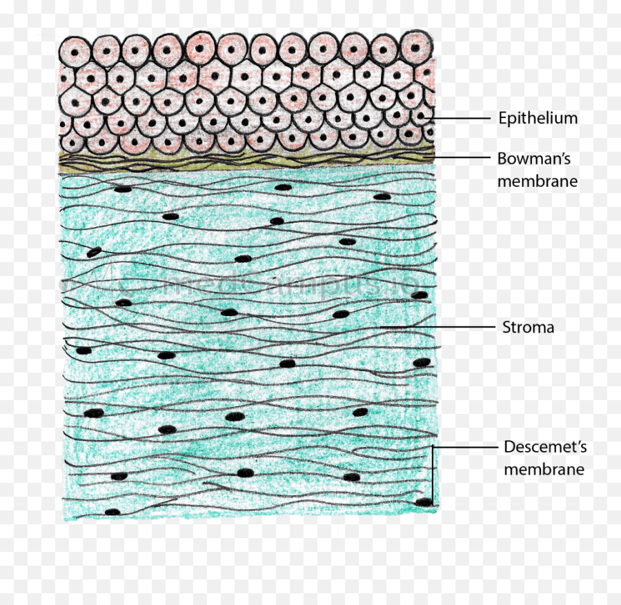 Layers Of Cornea Medcampus - Cornea Layers Duas Layer Png,Png Layers