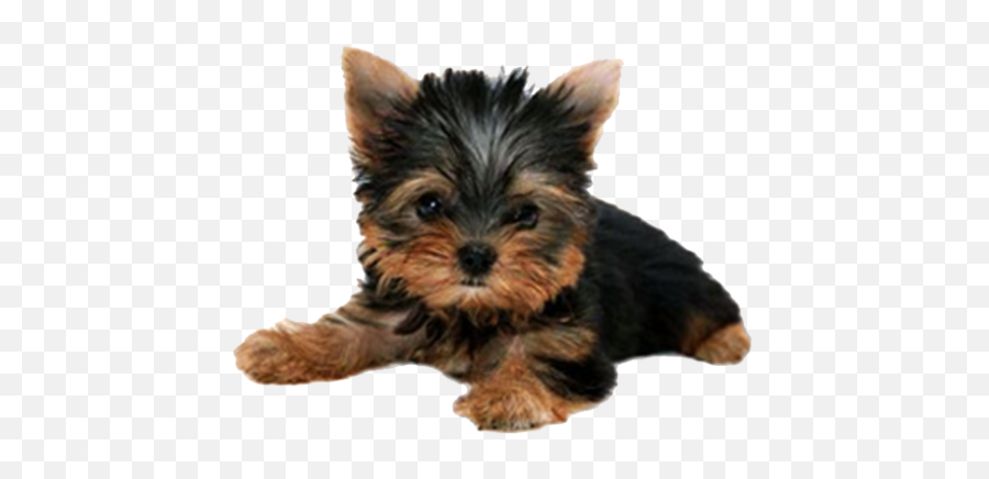 Yorkie Puppy Png - Photo 701 Free Png Download Image Puppy Png Transparent Png,Cute Puppy Png