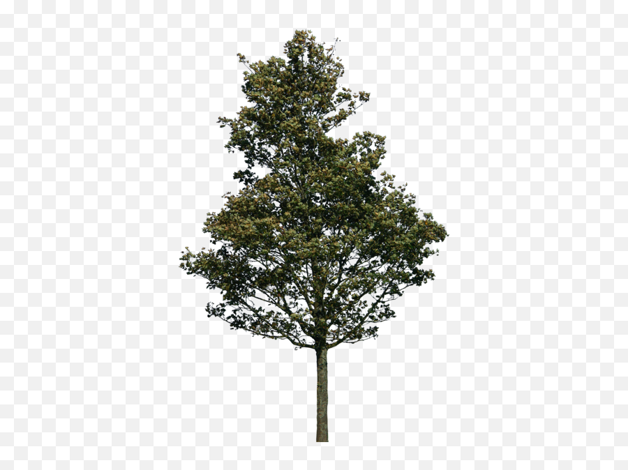 Lodgepole Pine - Tree Png,Pine Png