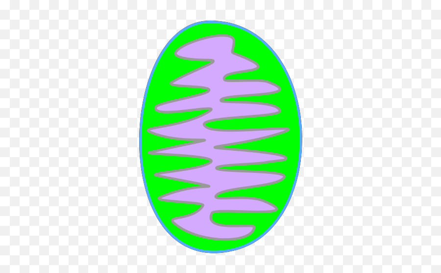 Mitochondria Green Svg Vector - Mitochondria Green Png,Mitochondria Png