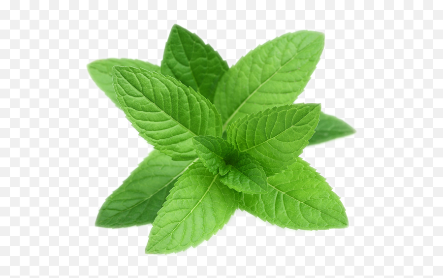 Mint Leaves Pepermint - Peppermint Png,Mint Leaves Png