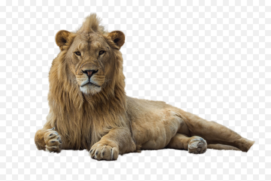 Download Lion Png Image Transparent