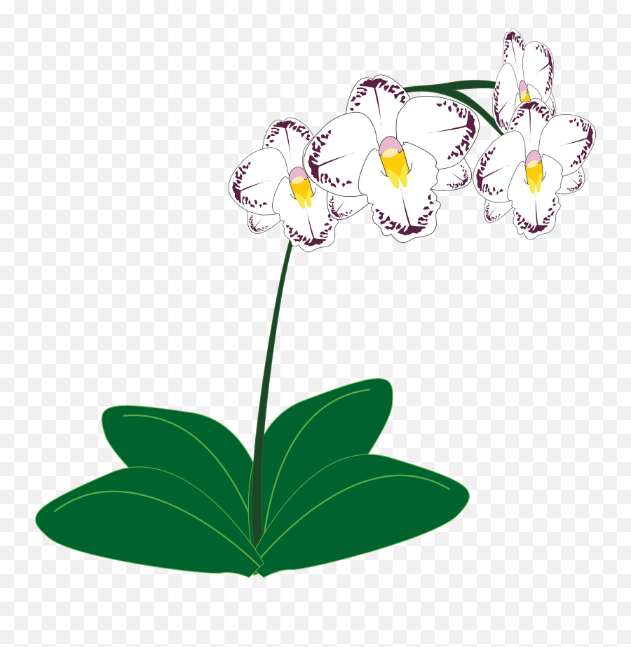 White Orchids Clipart - Orchid Plant Clipart Png,Orchids Png
