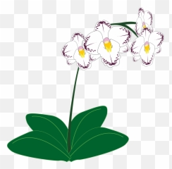 White Orchids Clipart - Orchid Plant Clipart Png,Orchids Png