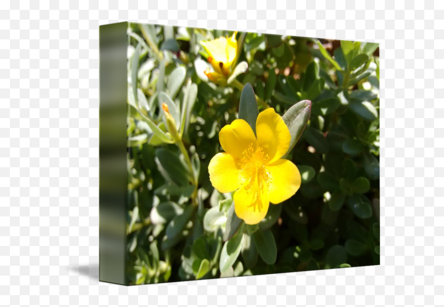 Yellow Flower Of Portulaca By Carina Lemos Araujo - Wort Png,Green And Yellow Flower Logo