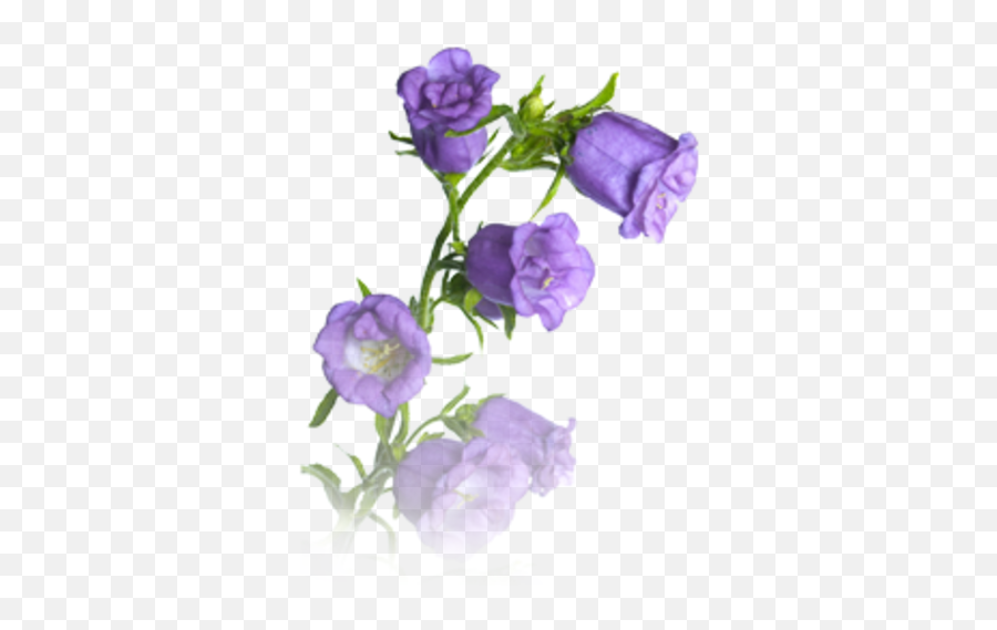Bellflower Png - Purple Bell Flowers Png,Purple Flower Transparent Background