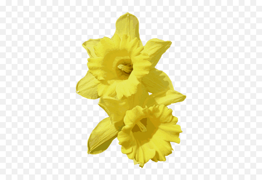 Download Free Daffodils Transparent - Daffodils Transparent Background Png,Daffodil Icon
