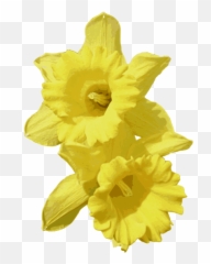 Download Free Daffodils Transparent - Daffodils Transparent Background Png,Daffodil Icon