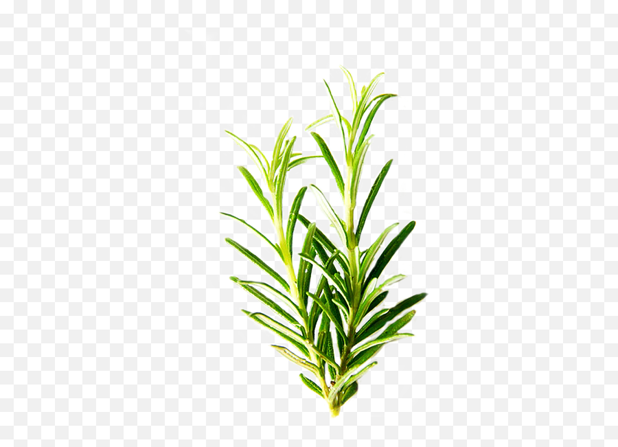 Rosemary Isolated Herbs - Transparent Background Herb Png,Herbs Png - free  transparent png images 