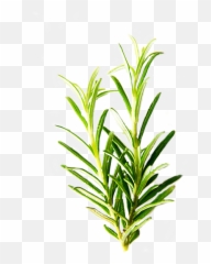 Rosemary Isolated Herbs - Transparent Background Herb Png,Herbs Png