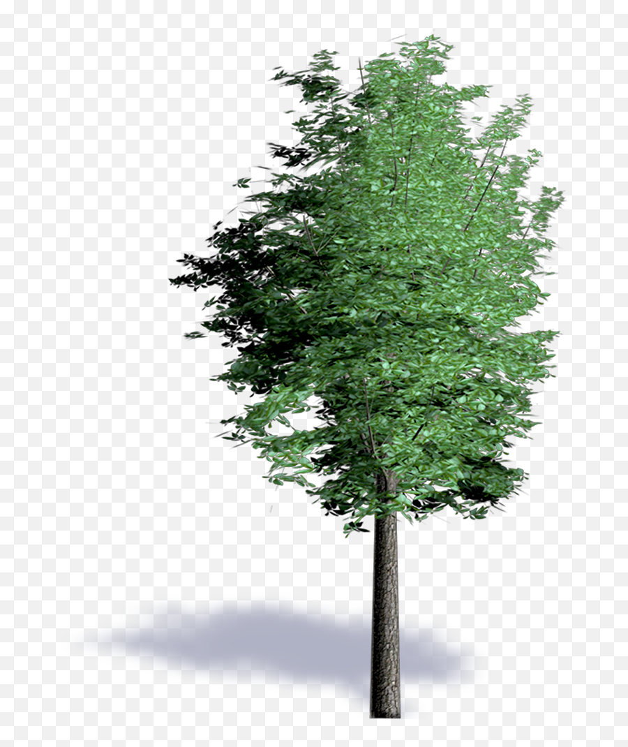 Bim Object - Red Alder Plants Spruce Png,Red Tree Png