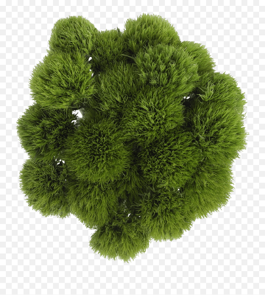 Buy Green Ball Flowers Lowest Price Online Png Icon Photoshop