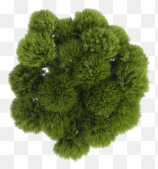 Buy Green Ball Flowers Lowest Price Online Png