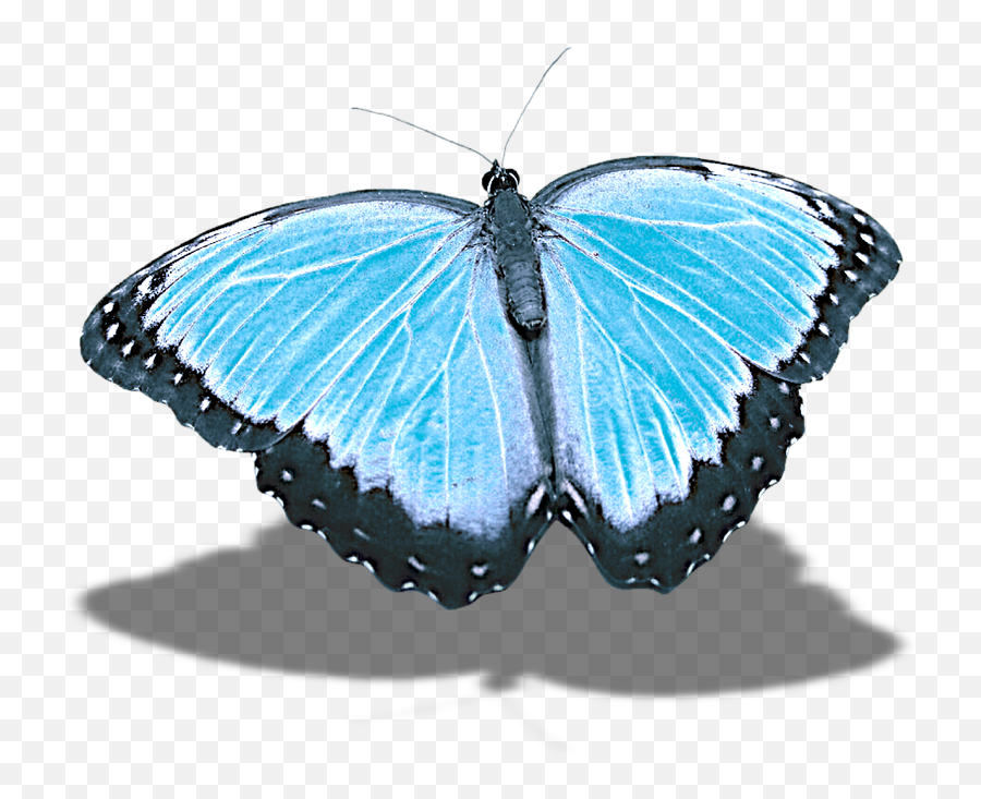 Butterflywithout Backgroundshadowcraft Materialsfree - Lepidoptera Png,Blue Butterfly Transparent Background
