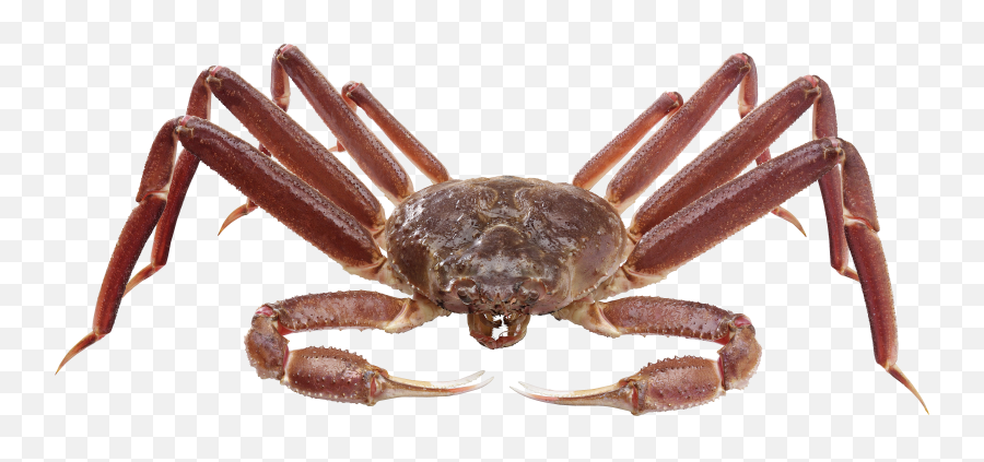 Png - Vertebrates And Invertebrates Ks2,Crab Transparent Background