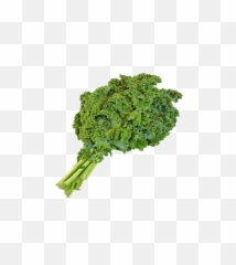 Canvas Print Png Native Kale Green - Kale,Kale Png
