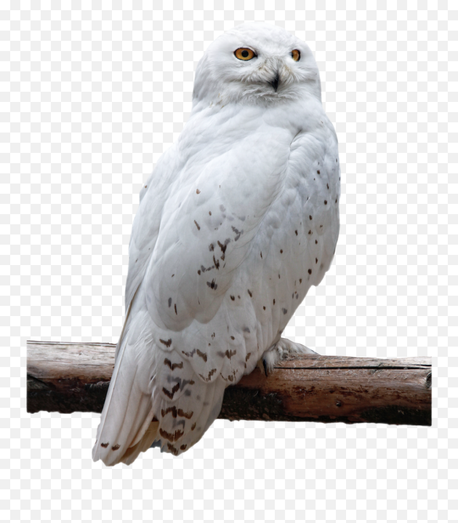 Owl Png Transparent Image - White Snow Owl Png,Owl Transparent