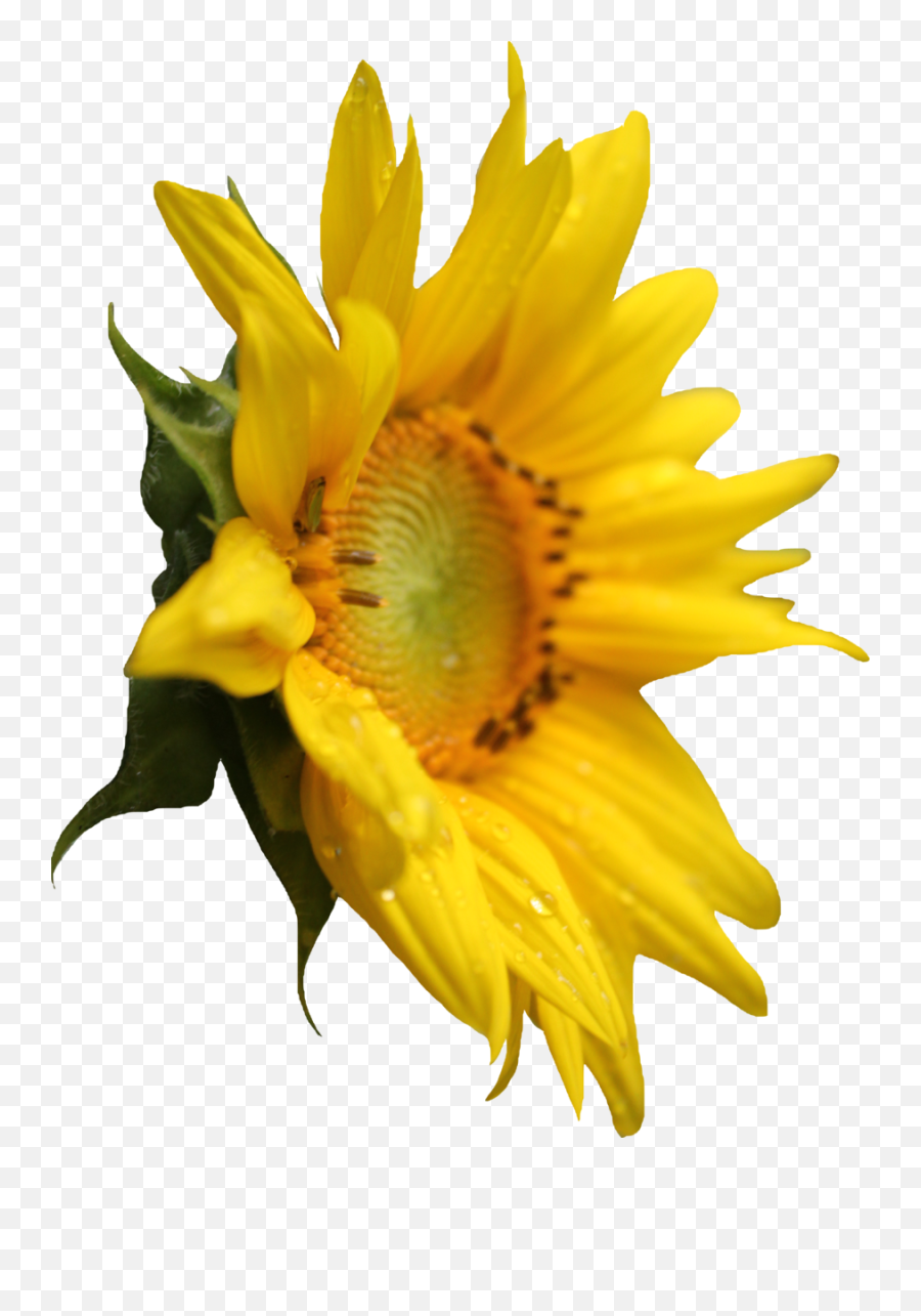 Sunflower Png Images - Sunflower Side View Png,Sun Flower Png
