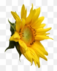 Sunflower Png Images - Side View