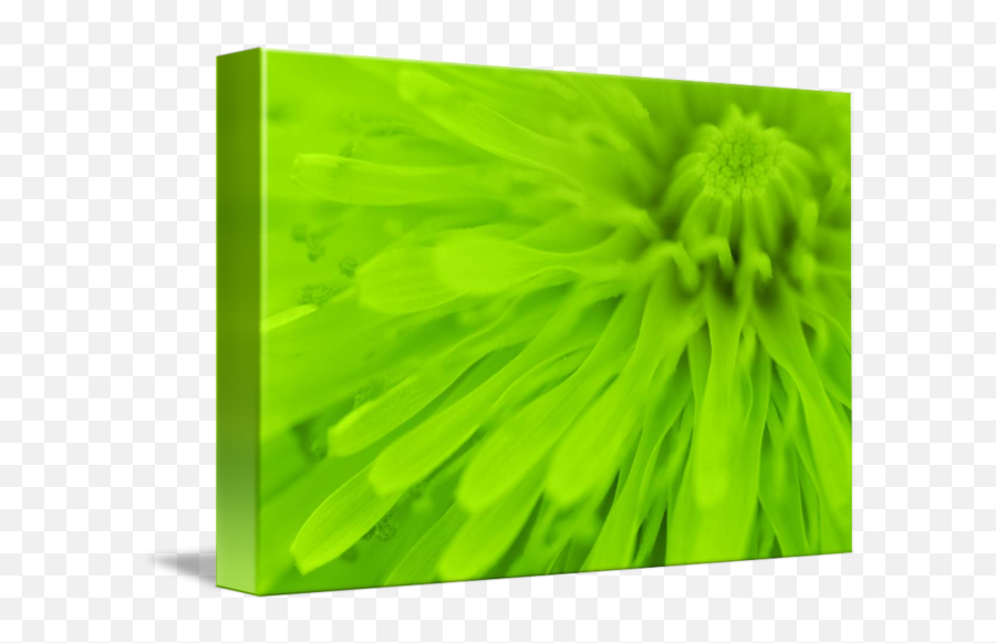 Bright Lime Green Wall Art By Natalie Kinnear - Grass Png,Green Wall Png