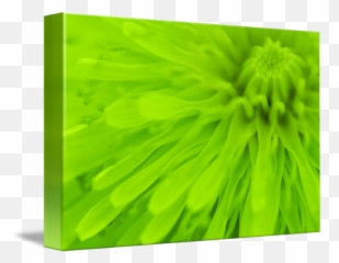 Bright Lime Green Wall Art By Natalie Kinnear - Grass Png,Green Wall Png