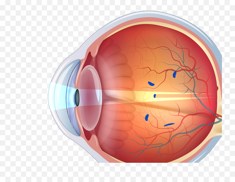 Eyes Png - Structure Of Human Eye Without Label Png Structure Of Human Eye Without Label,Human Eyes Png