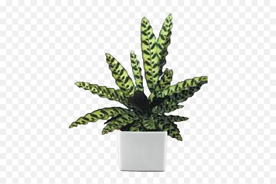 Download Desktop Plants Gallery - Snake Plant Calathea Flowerpot Png,Jungle Plants Png