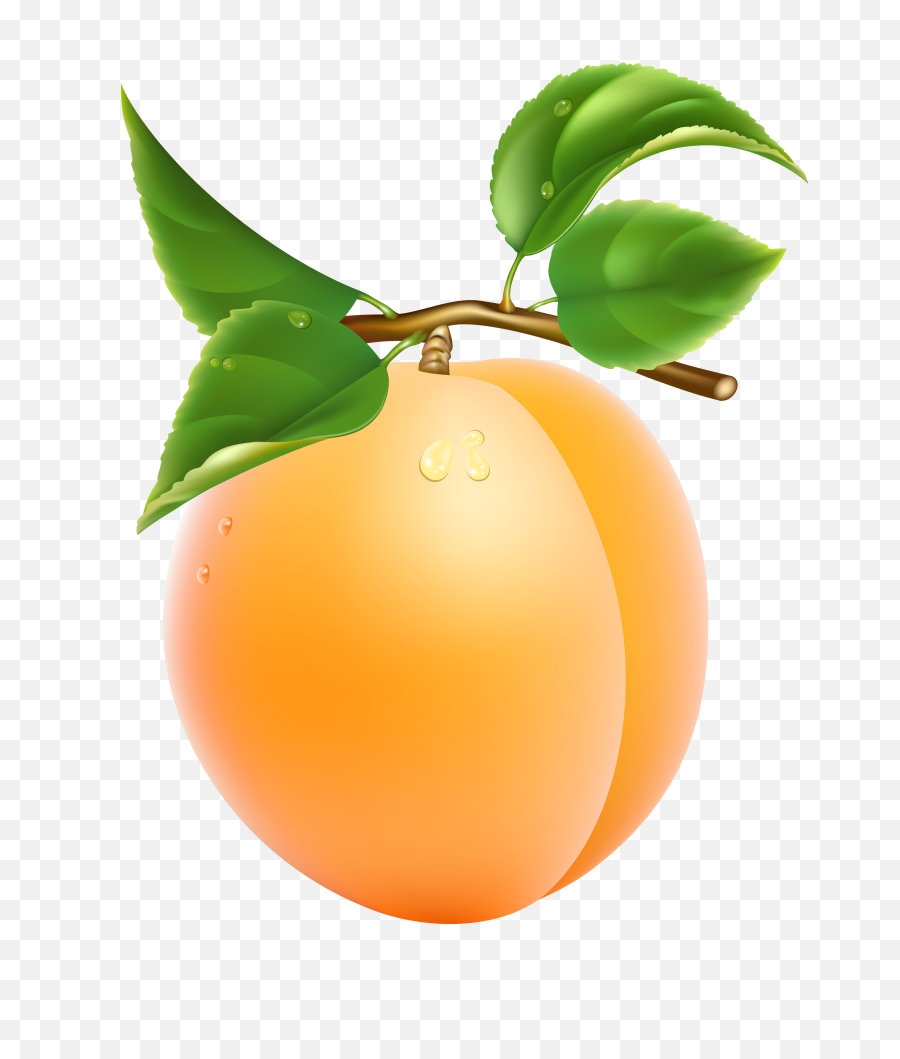 Apricot Png Image - Apricot Clipart Png,Fruit Tree Png