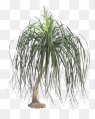 Download Pony Tail Palm - Dr Seuss House Plant PNG Image Ponytail