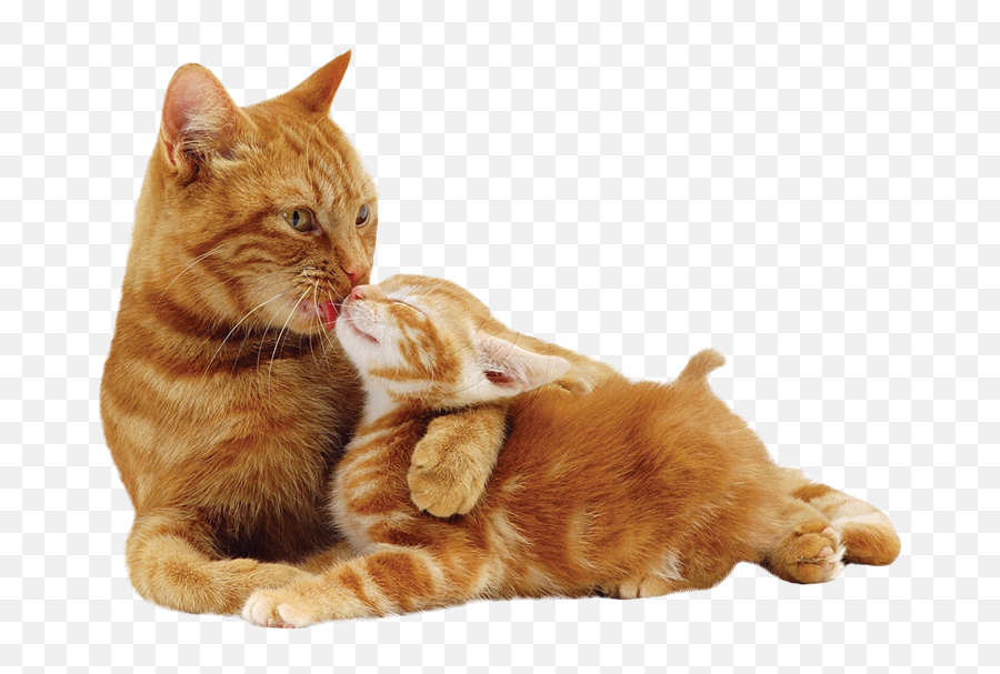 Cat05 - E1410819827232png 800566 Cats Cat Background Mother Cat Licking Kittens,Orange Cat Png