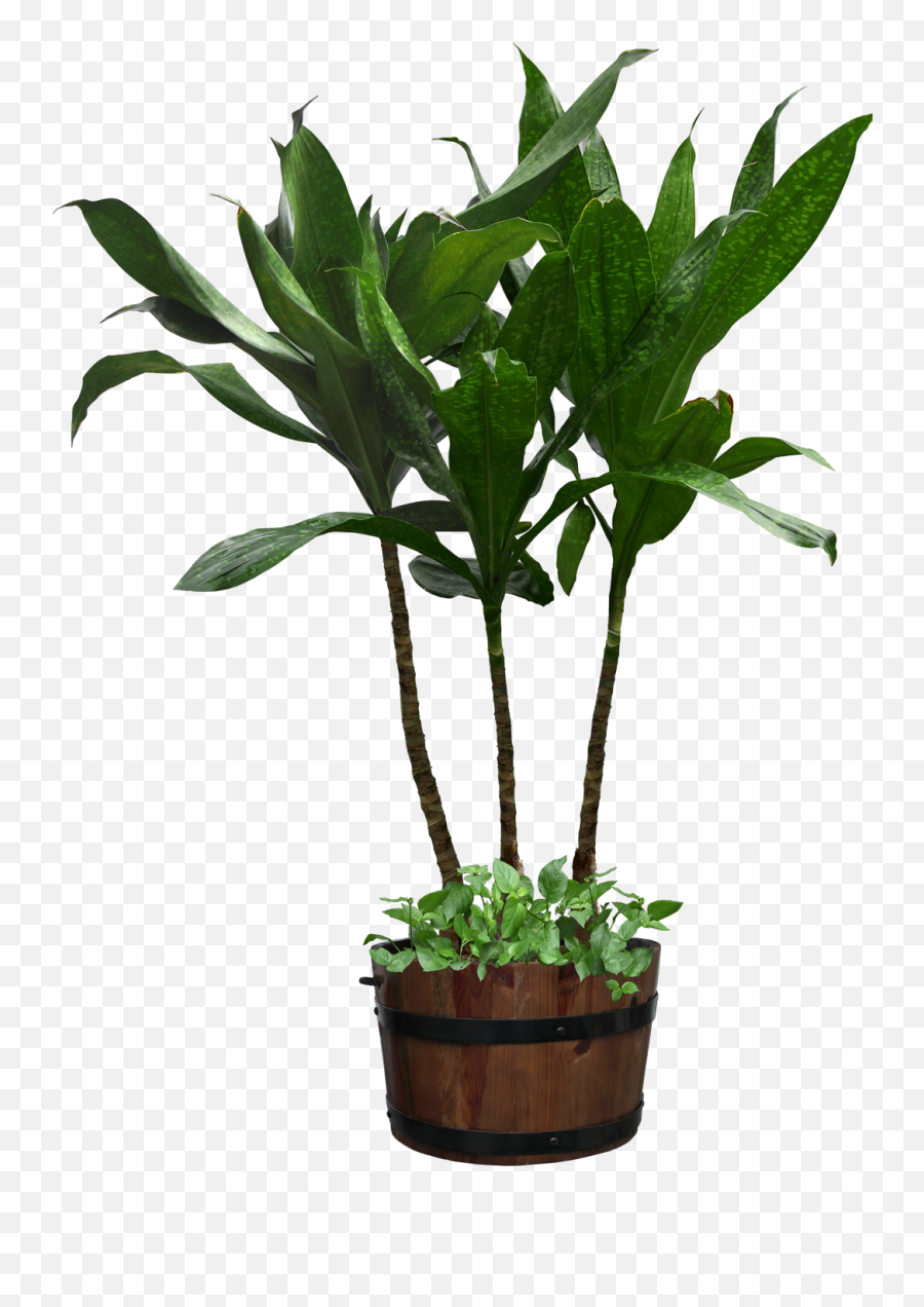 Houseplant Flowerpot - Transparent Background Potted Plant Png,Plant Transparent Background