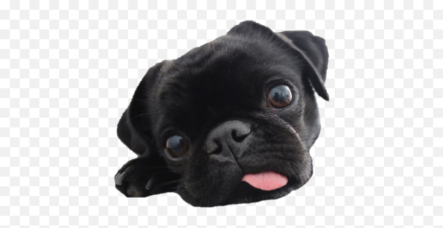 Pug 2 - Adorable Pictures Of Pugs Png,Pug Png