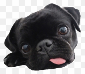 Pug 2 - Adorable Pictures Of Pugs Png,Pug Png