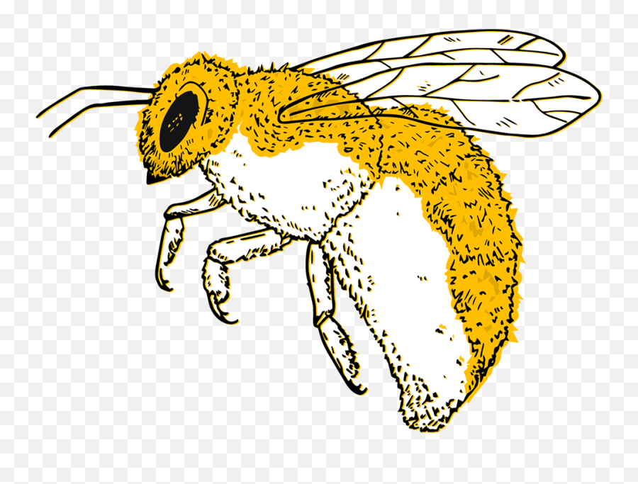Home - Morrison Business Resource Bee Png,Bee Png