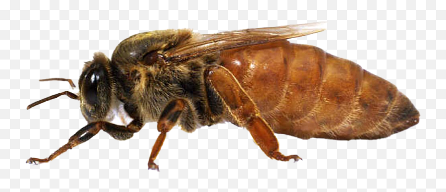 Bee Queen Png Transparent Images Real - Real Life Queen Bee,Queen Png