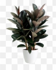 Ficus Burgundy Bush - Ficus Burgundy Png,Bush Plant Png