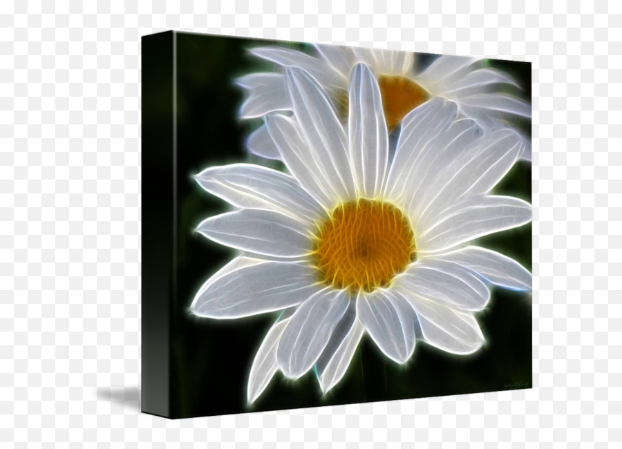 White Daisy Abstract By Kathie Mccurdy - White Daisy Daisy Abstract Painting Png,White Daisy Png