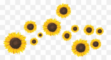 Free transparent girasol png images, page 1 